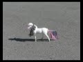 BOOM BOOM BYE BYE PONY