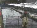CapeCast: Seal slurps up fishies on Cape!