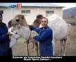 Erzincan' da Deve Yetiştiriciliği İlgi Çekiyor