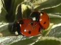 Ladybird Sex