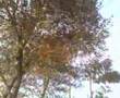 fazal daad