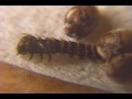 Giant Silkmoth Life Cycle - Hyalophora euryalus