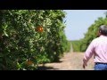 Citrus Stories: Growing For Clean Air