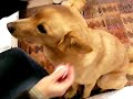 耳掃除