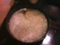Fried Pork Chops