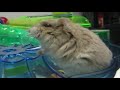 hamster city