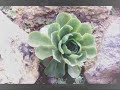 Canarias