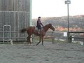 mardi 6 novembre 2007 a la sabotière: un cheval presque a moi