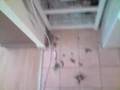 FUMIGENES...G U CHO PUT1