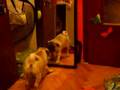 Pug video