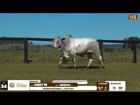 1� LEIL�O PRODU��O FAZENDA ORIENTE