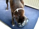 Spanky joue son chiant!