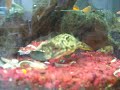 mbu puffer mbu puffer