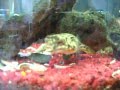 mbu puffer