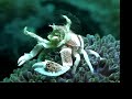 Lembeh