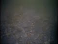 Watch 'carp fishing'