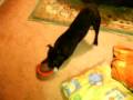 videos de Staffy Bella talks and rolls for Toy