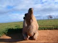 ラクダ動画