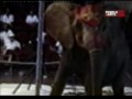 Asombroso violencia y furia de un elefante - asombrosovideo