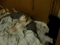7 weeks old cocker spaniel pupps playing in the pen