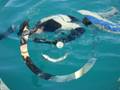 videos de Stiwi pesca sub