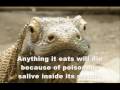 Top 10 Animals You Didnt Know Were Venomous & Poisonous