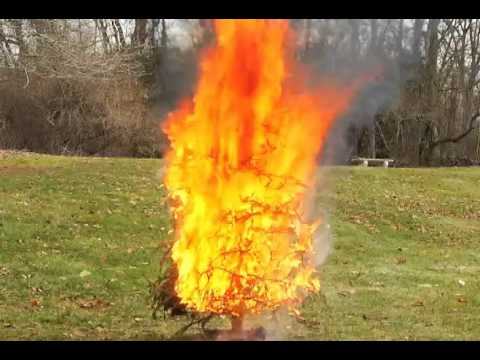 how to keep a christmas tree from drying out