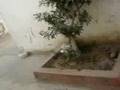 videos de FANTASMA EN PERALVILLO...!!!!
