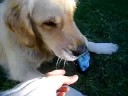 i want my sock back