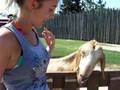 Feeding the animals