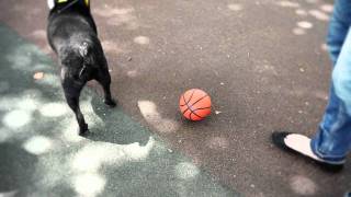 video thumbnail PUPPIA Soft Harness (PDCF-AC30) youtube