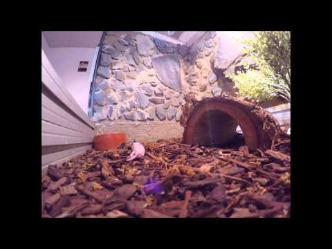 YouTube reptile video