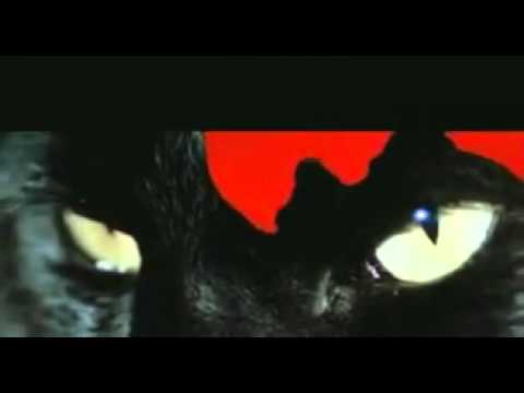 black cat