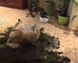 Akita Inu video