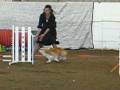 videos de kaley corgi -AKC FAST- 1st/Q- -nov 30 08