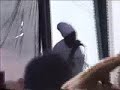 never before seen. anthony b. - peter tosh medley - equal rights - johnny b. goode - live - sierra nevada world music festival- 1998