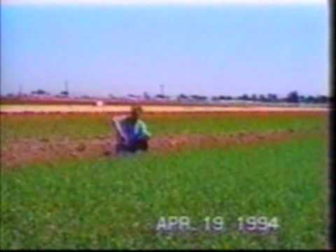 Hemp Field 1994 Hempstead Company