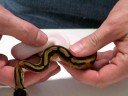 Piebald Ball Pythons Piebald Ball Pythons