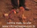 pornografia animal   proibido para menores de 18 anos