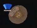 Boards of Canada - Mitosis