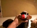 animal doll that look like my friend