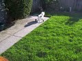 Shasha Stroll