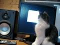 Crazy-kitty-and-mous
