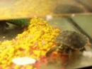 mr. turttle\