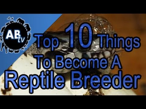 YouTube reptile video
