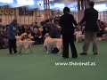 Crufts 2008 Golden Good Citizen Dog Scheme Bitch