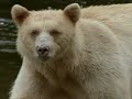 Nature Collection 34 - Great Bear Rainforest 4of5 - 2001