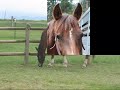 My Chestnut Mare My Chestnut Mare