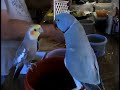 bird talk at breakfast