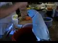 bird talk at breakfast
